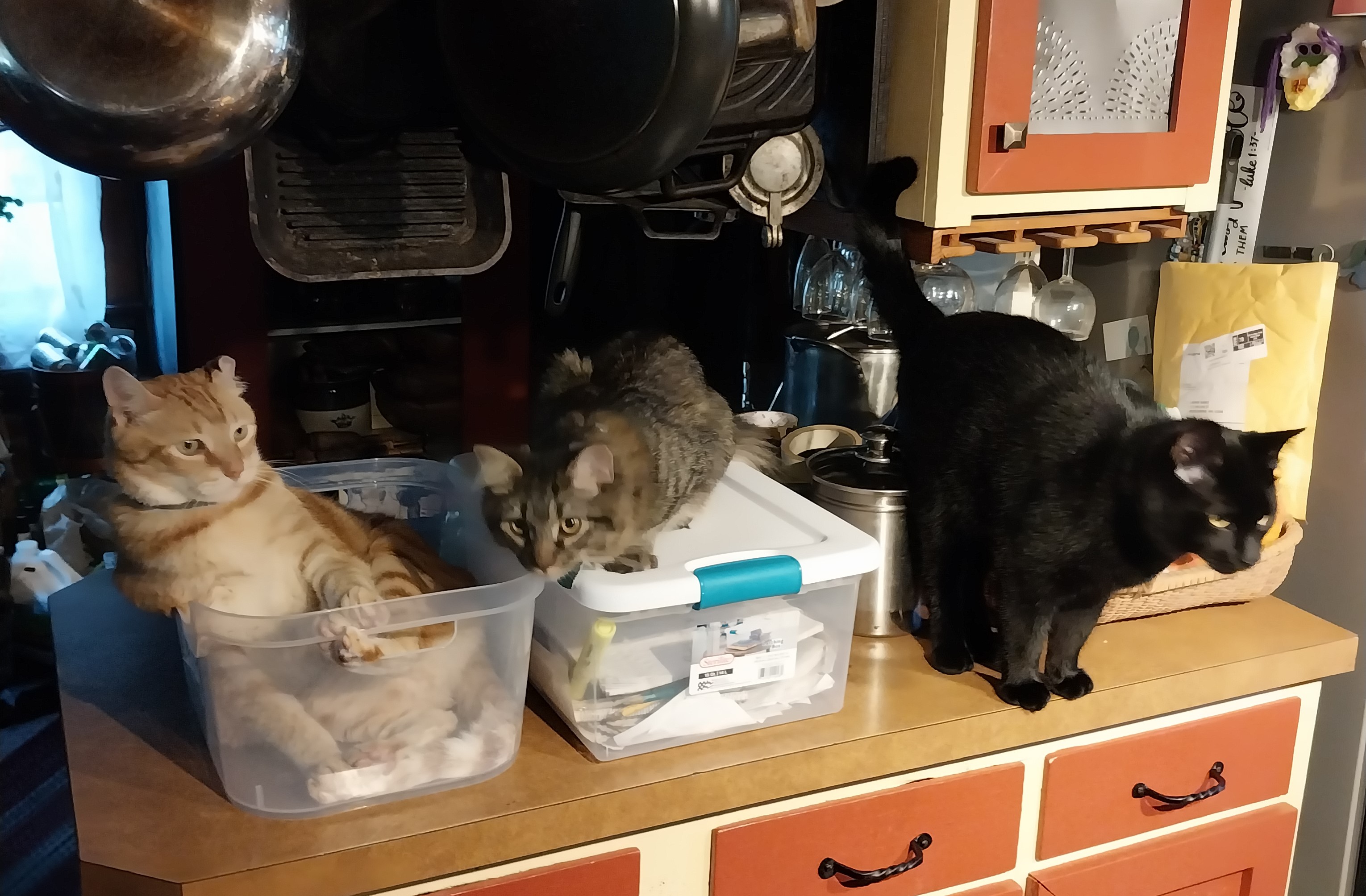 cats